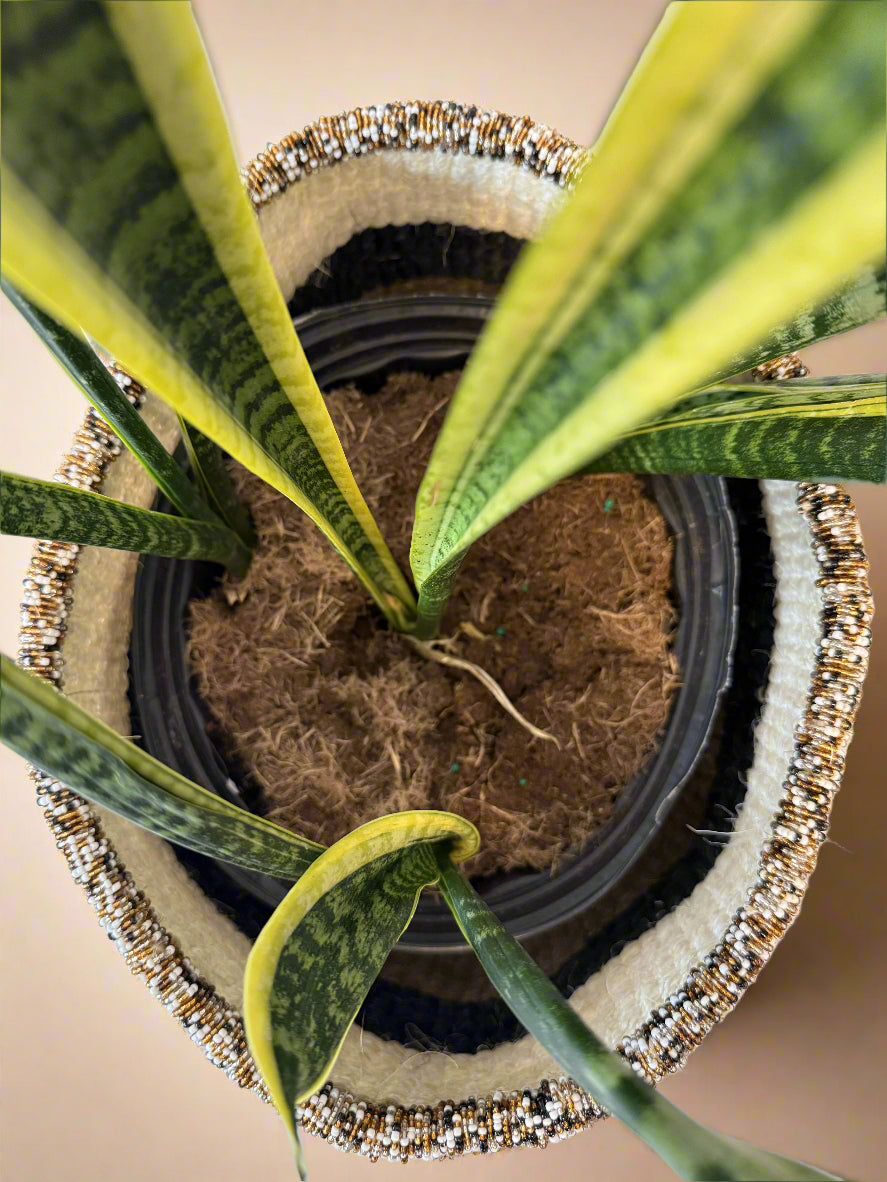 Minnesota Planter