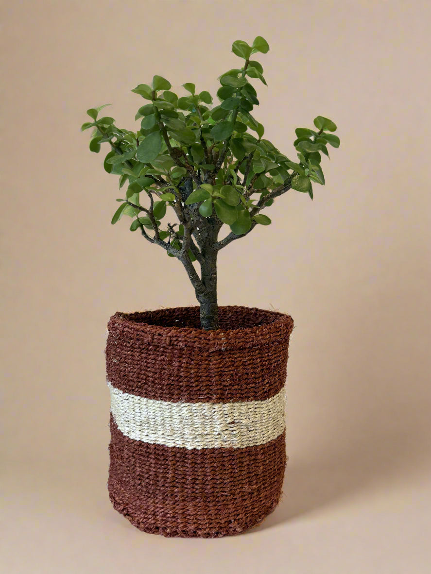 Utah Planter